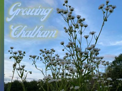 Wild white asters against blue sky; text "Growing Chatham", vertical "AUGUST", "2023"