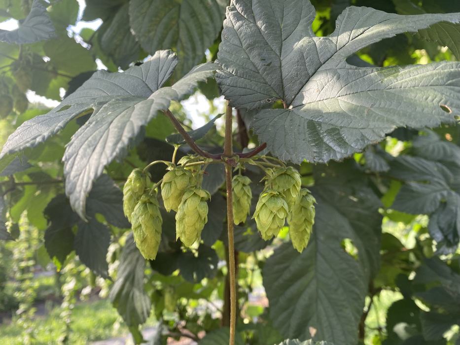 NC State Hops Breeding Program Featured Story - New Crops & Organics ...