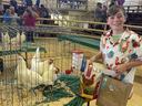 A boy stands besides chickens, displayed in a cage.