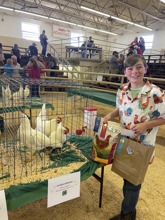 A boy stands besides chickens, displayed in a cage.