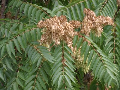 pinnately compound leaves and seed clusters