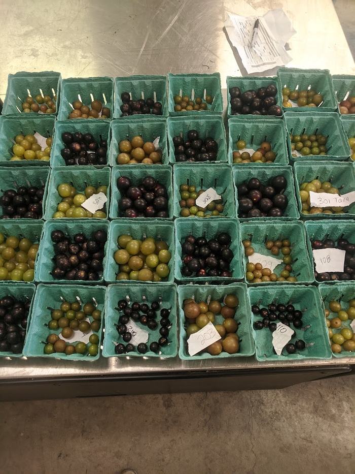 Grapes in a variety of shapes in colors labeled in green containers.