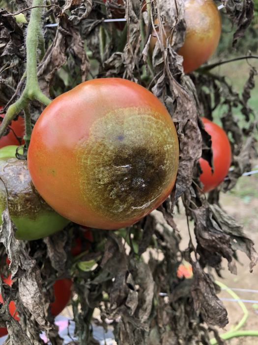 Late blight on tomato fruit