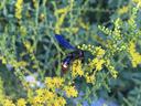Scoliid wasps on flower