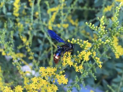 Scoliid wasps on flower