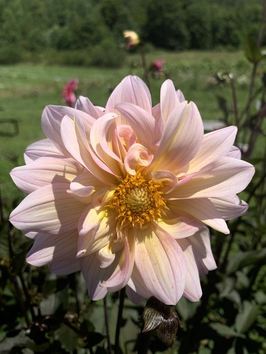 In the Flower Garden