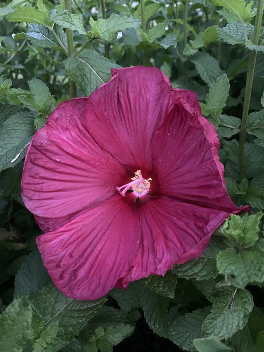 Pink Flower Delight