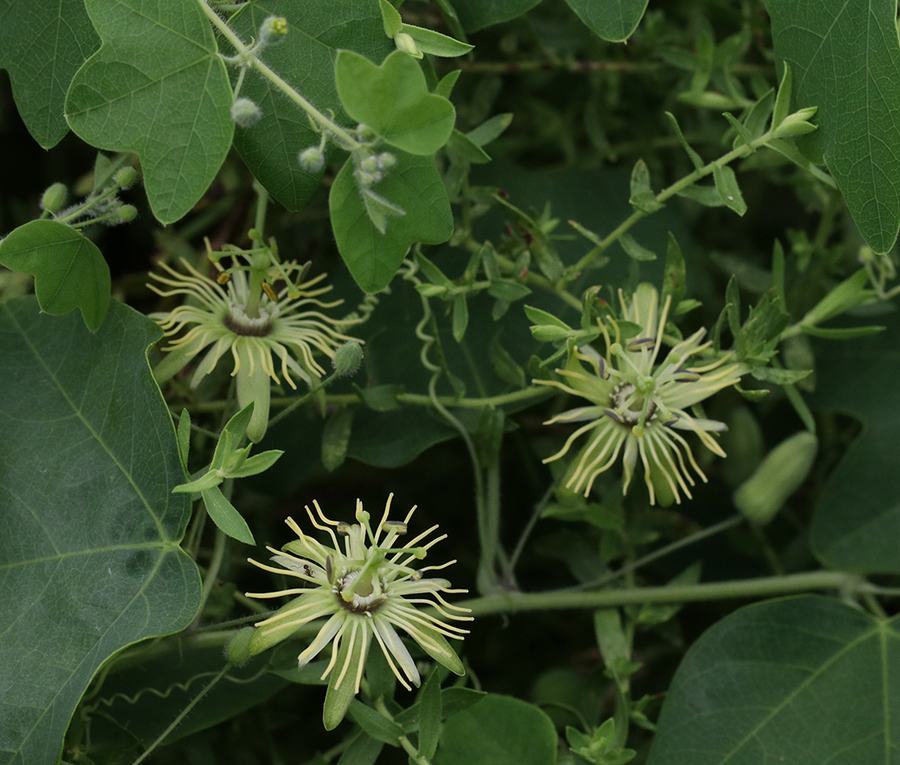 Yellow passionflower blooms.