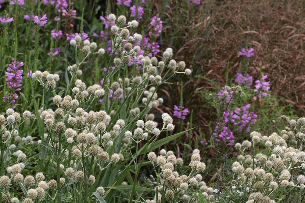 Rattlesnake master, obedient plant, and switchgrass.