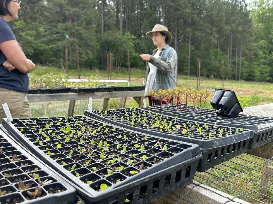 Sungold Farm transplants