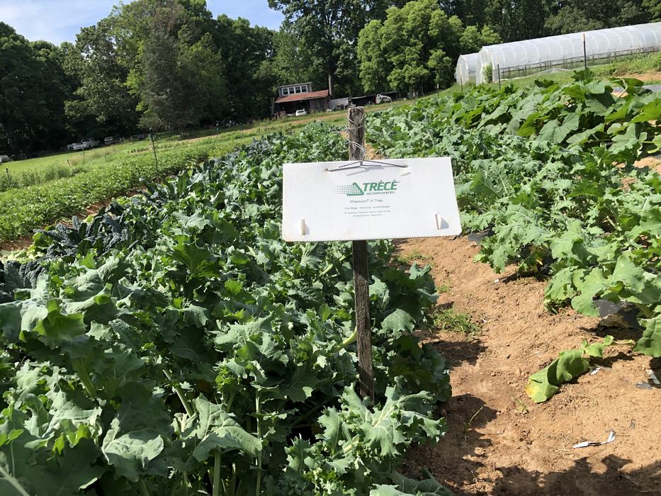 Pheromone trap for diamond back moths