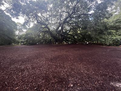 The Angel Oak's massive branches reach nearly 100 feet from the trunk of the tree. Photo: Charlotte Fox
