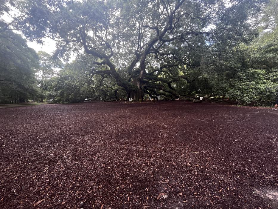 The Angel Oak's massive branches reach nearly 100 feet from the trunk of the tree. Photo: Charlotte Fox
