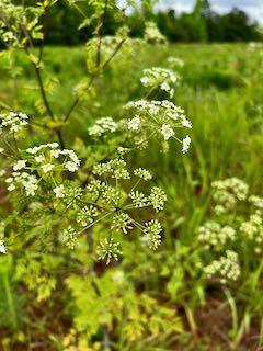 Green plant with small white flowers.