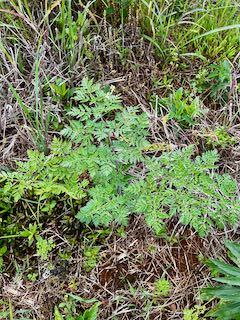 Small green plant growing along the ground.