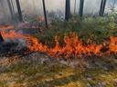 Ground fire burning understory vegetation in a pine forest with visible smoke