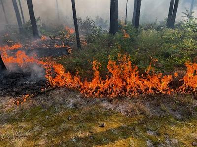 Ground fire burning understory vegetation in a pine forest with visible smoke