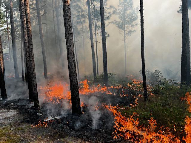 Trees in an active burn