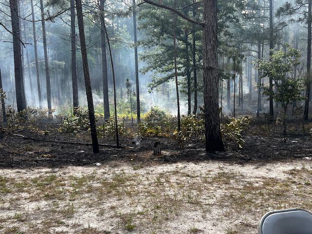 Smoke rises from a fresh forest burn.
