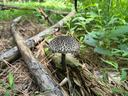 What is it? Edible mushroom or not?