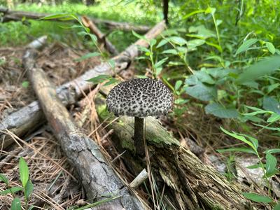 What is it? Edible mushroom or not?