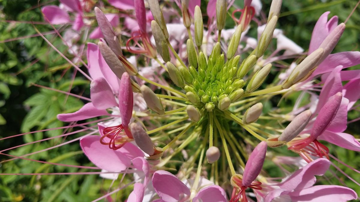 Cleome