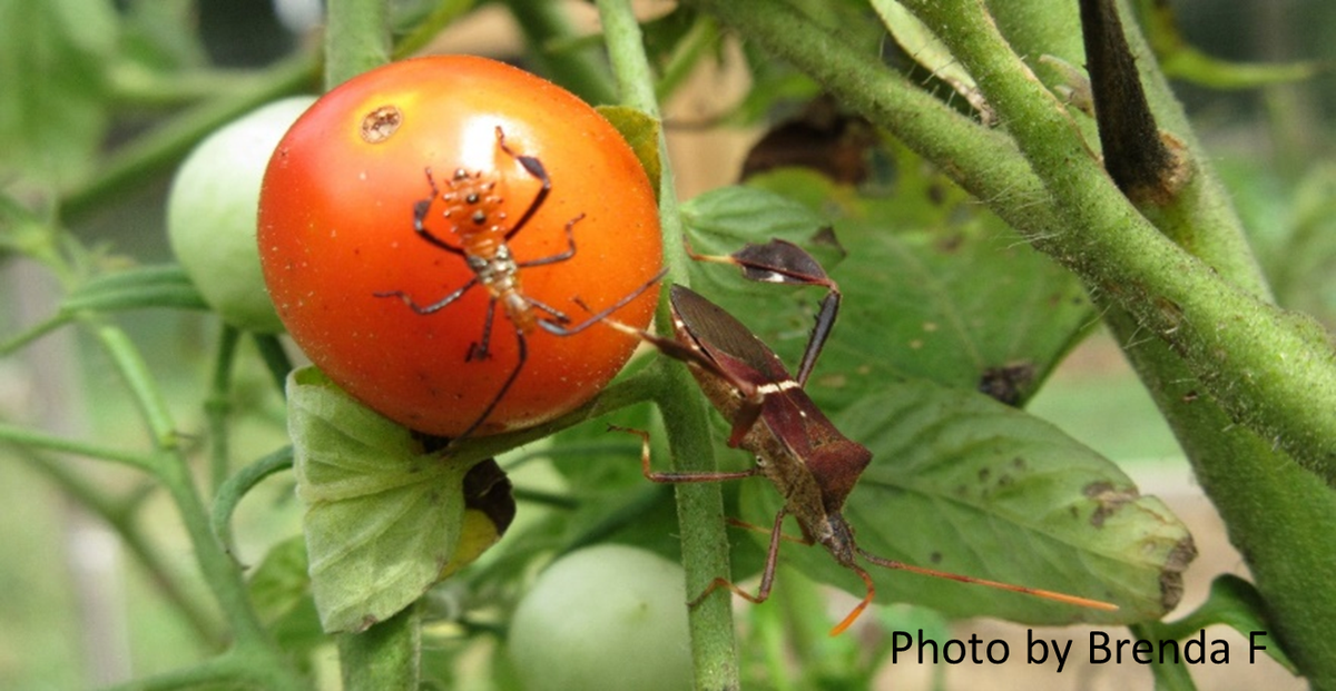 Bugs on Tomato