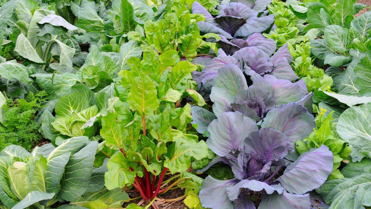 Garden with various leafy greens