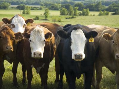 Herd of cows facing camera in a grassy pasture, one cow with ear tag "15"