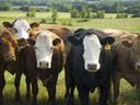 Herd of cows facing camera in a grassy pasture, one cow with ear tag "15"