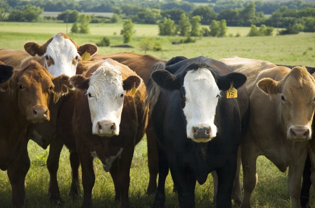 A group of young cows in grass pasture.