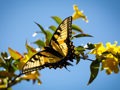 Butterfly on flowers