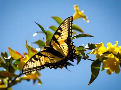 Butterfly on flowers