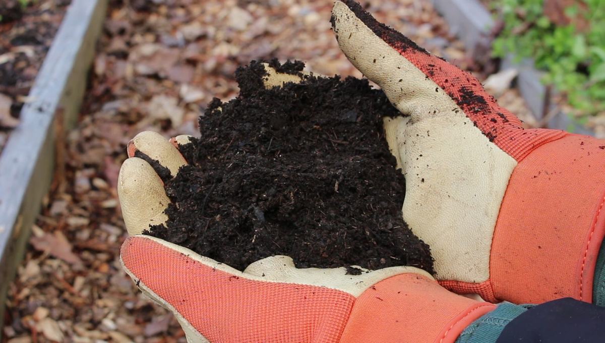 compost in hands