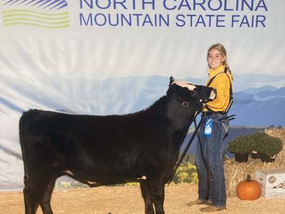 Mountain State Fair Steer