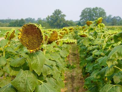 Rows of mature sunflower heads drooping in a field between planting rows