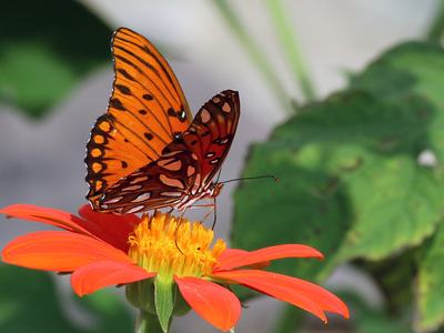 Great Southeast Pollinator Census North Carolina count pollinators