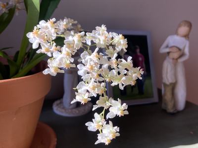 Potted plant with cascading small white-and-pale-pink orchid flowers on table