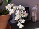 Potted plant with cascading small white-and-pale-pink orchid flowers on table