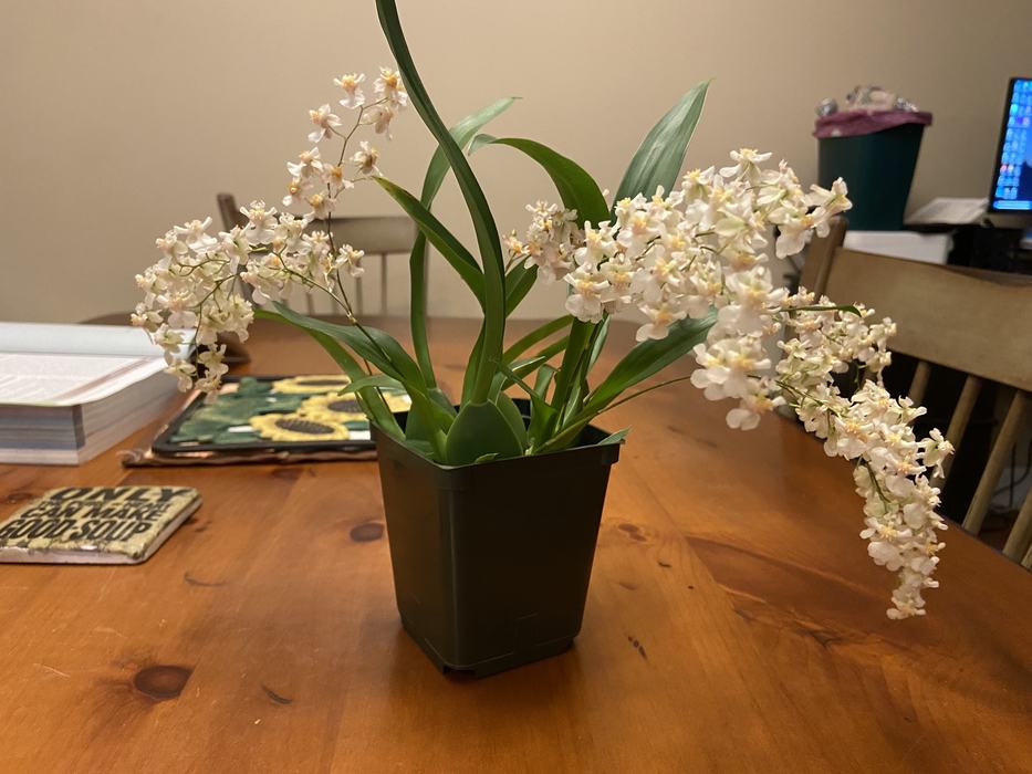Oncidium Twinkle 'Fantasy', this was the first orchid I bought outside of Phalaenopsis. The photo is showing its first bloom one year after I bought it. It produced ~300 blooms on 6 separate inflorescences. 
