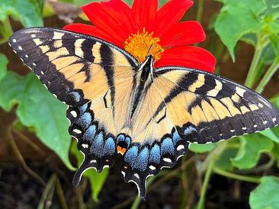 Eastern tiger swallowtail butterfly resting with wings spread on red flower