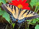Eastern tiger swallowtail butterfly resting with wings spread on red flower