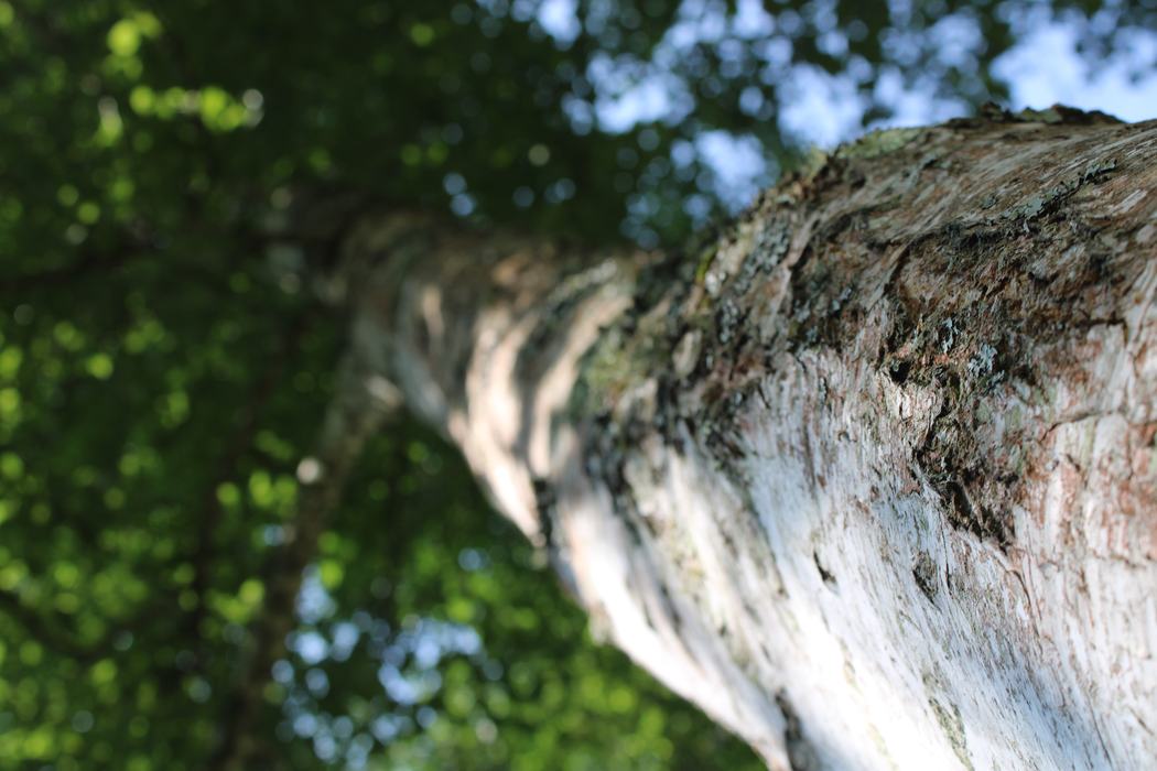 Tall Tree @ 4-H Photography Class