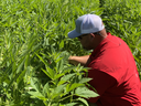 A man checks plants in a field