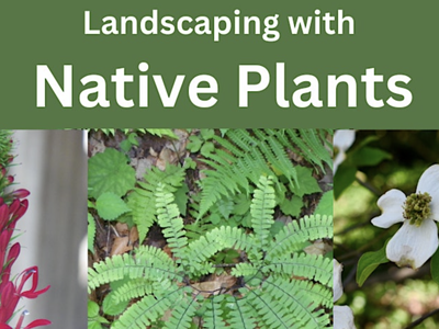 native plants