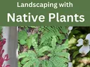 native plants