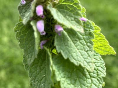 Serrated green leaves clustered around a stalk with small tubular pinkish-purple flowers