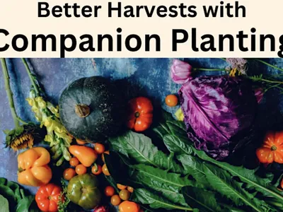 companion planting