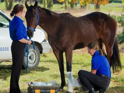 Two handlers attend a brown horse; one wraps a front leg while the other holds the lead.