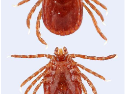 The female Asian longhorned